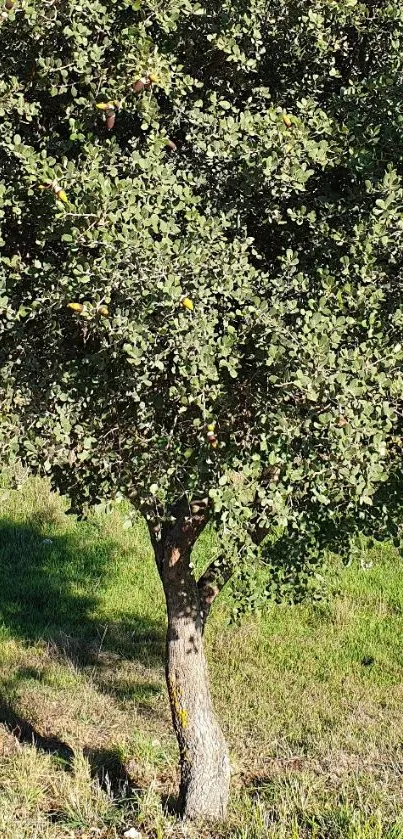 Lush oak tree in sunlit meadow wallpaper.