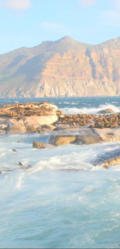 Seals resting on rock formations under a coastal mountain backdrop.