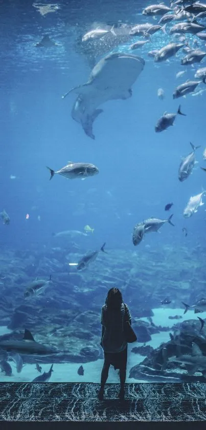 Aquarium view with fish and observer against a serene blue backdrop.