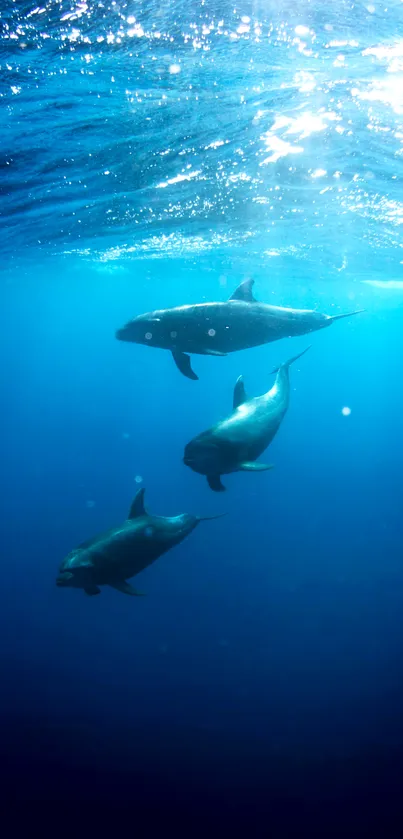 Serene dolphins swimming in deep blue ocean water.