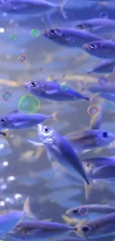 Serene wallpaper of blue fish swimming with bubbles.