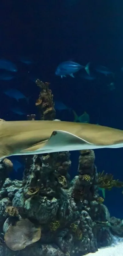 Majestic stingray glides over coral reef in serene ocean scene.