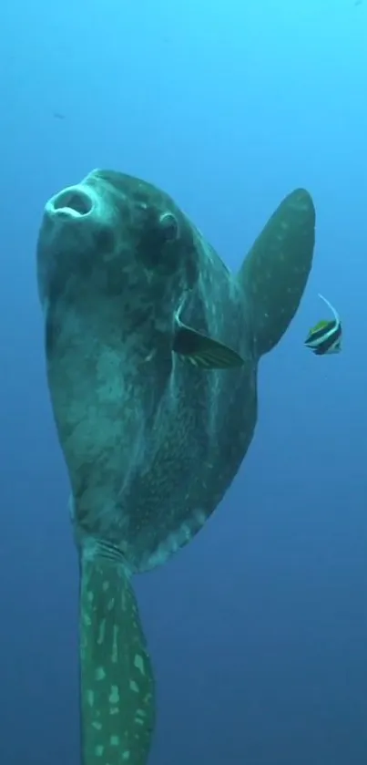 A sunfish and a small fish swimming in a clear blue ocean.