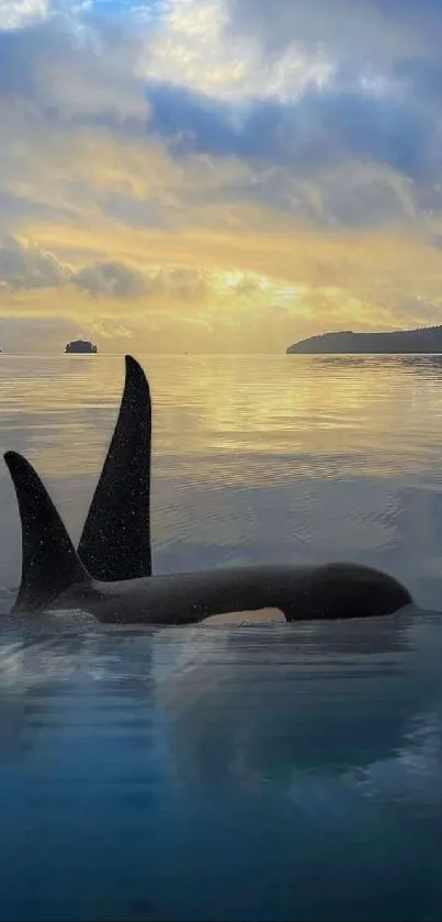 Whale fin emerging in serene ocean sunset with calm waters.