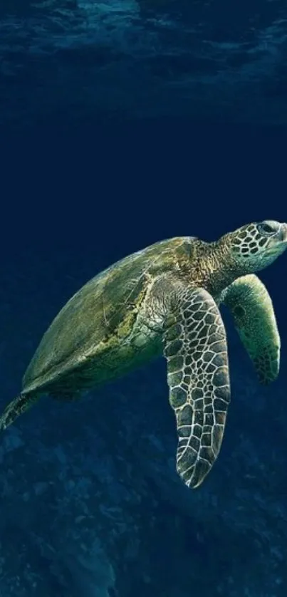 A majestic sea turtle swimming in serene deep blue ocean waters.