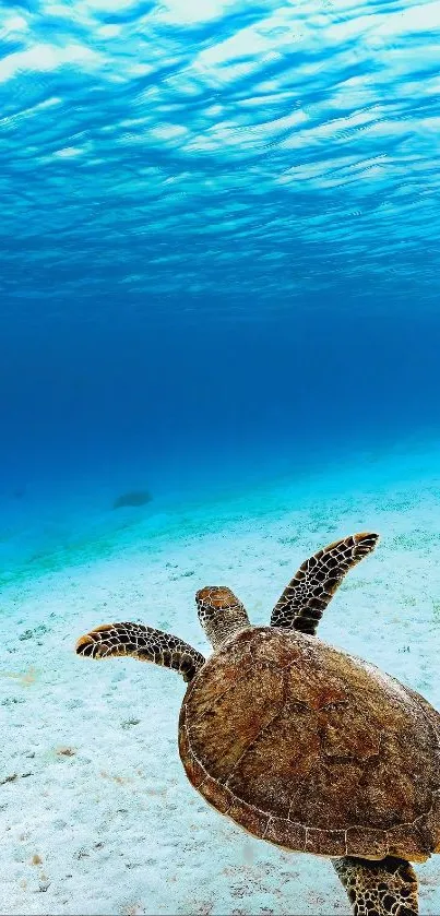 A relaxing underwater view with a swimming turtle in blue ocean waters.