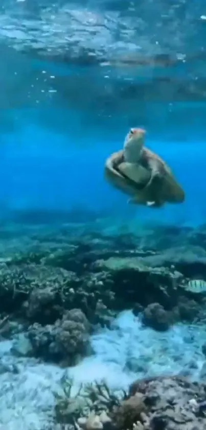 Serene blue ocean with turtle swimming peacefully underwater.