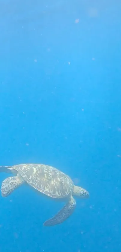 Serene ocean scene with a swimming turtle.