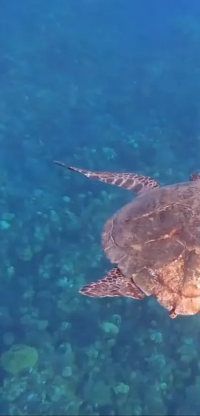 Serene wallpaper of a turtle swimming in clear blue ocean waters.