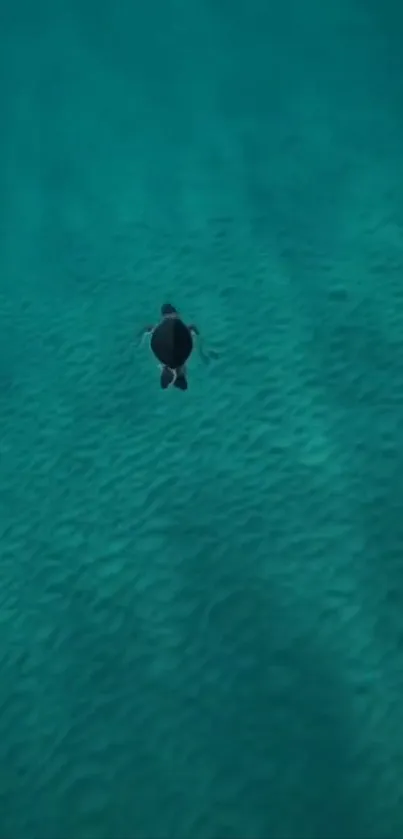 Lone turtle swimming peacefully in a teal ocean background.