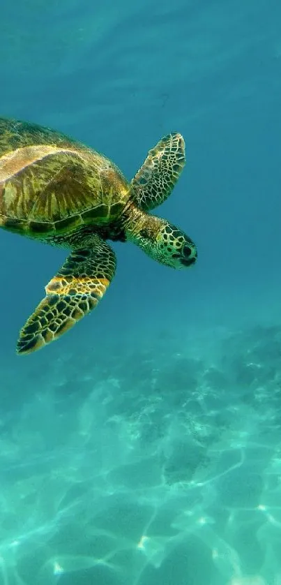 A lone turtle swimming in clear aqua water with sunlit ocean reflections.