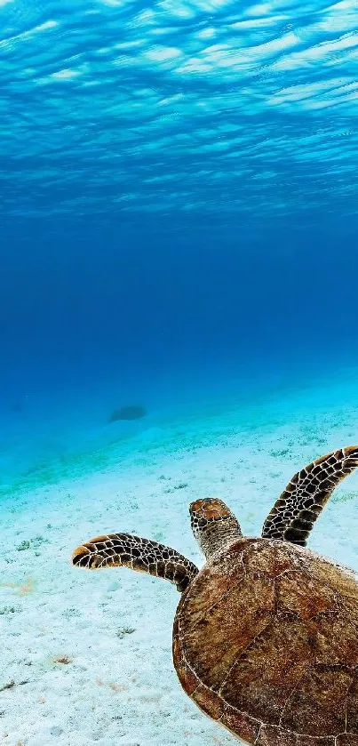 Sea turtle gliding in clear ocean water with blue hues and white sand.