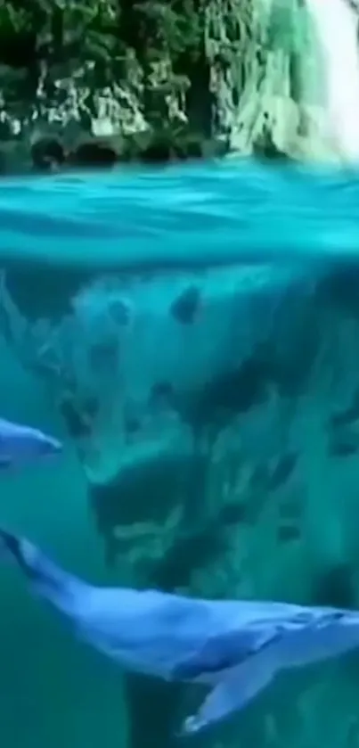 Dolphins swimming in turquoise water with a waterfall in the background.