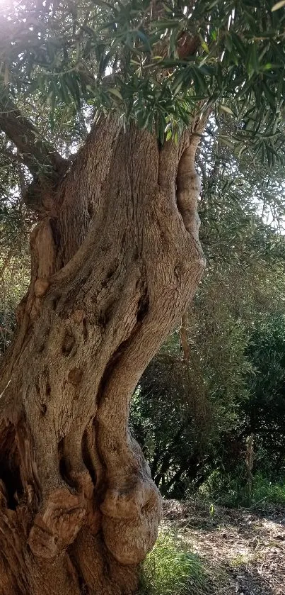 Ancient olive tree in sun-dappled forest setting.