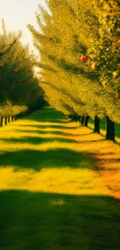 Golden sunlit orchard pathway with green trees.