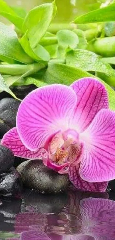 Pink orchid among stones with green leaves.