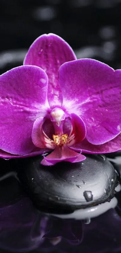 Purple orchids resting on wet stones.