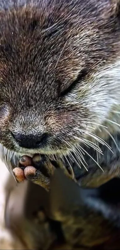 Close-up image of a serene otter with eyes closed, featuring detailed fur texture.