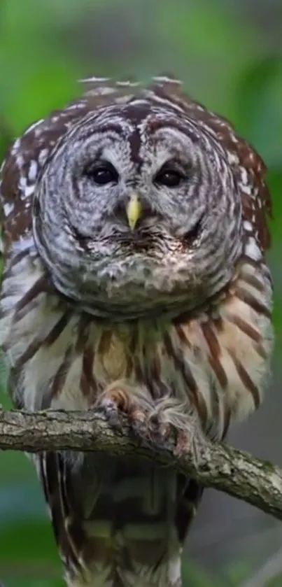 Owl perched on branch with green foliage background.