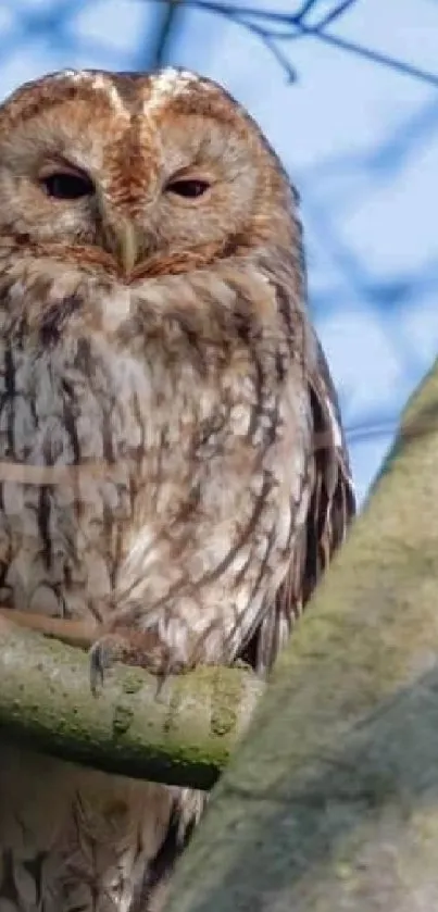 Serene owl perched in a tree with soft brown and green tones.