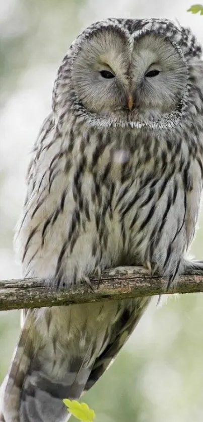 Elegant owl perched on branch in natural setting.