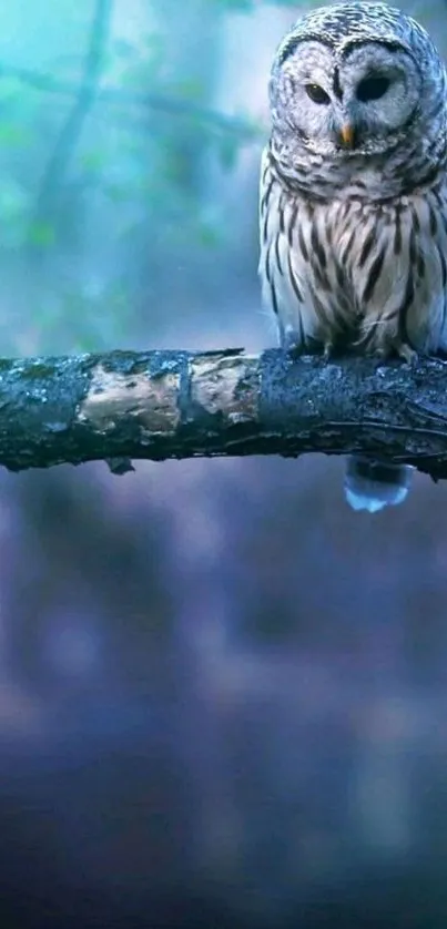 Owl perched on a branch in a blue forest setting wallpaper.