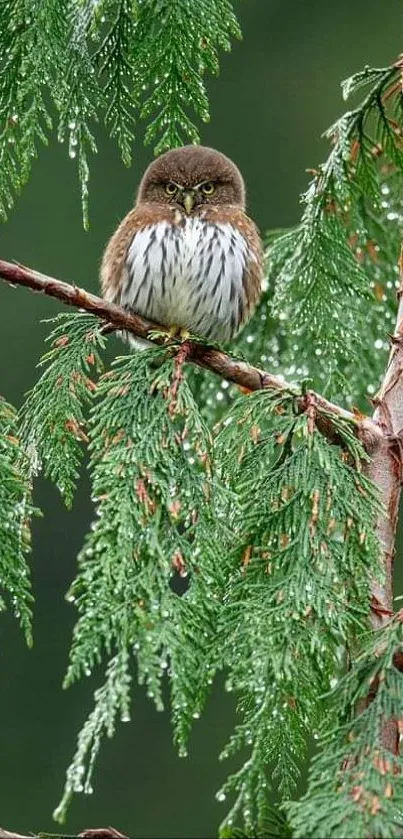 Small owl perched on a green branch in nature.