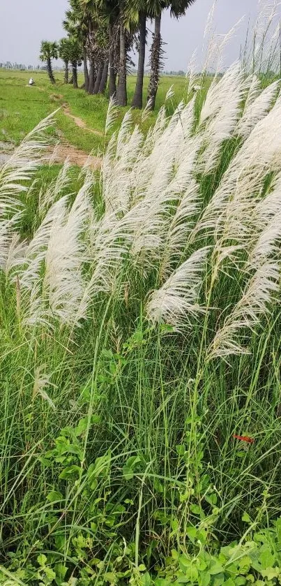 Lush green field with palm trees and white grass swaying.