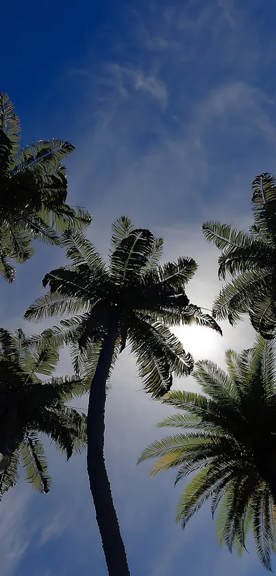 Silhouetted palm trees under a bright sky