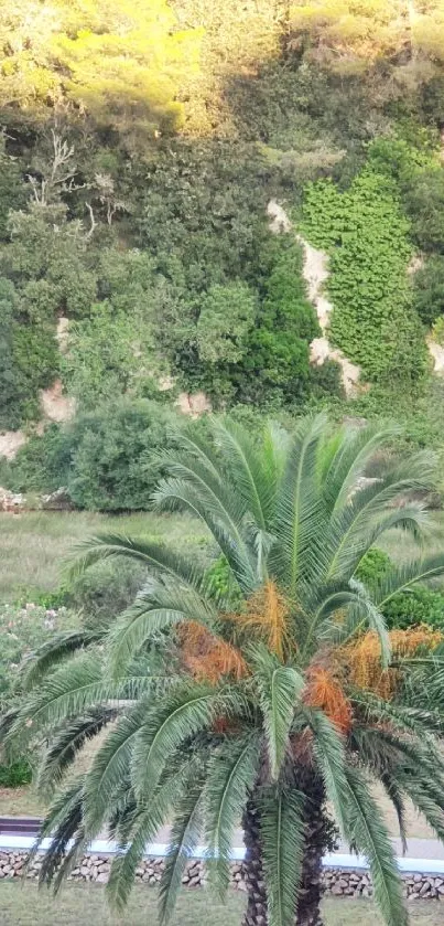 Tranquil palm tree in a lush green landscape with forest backdrop.