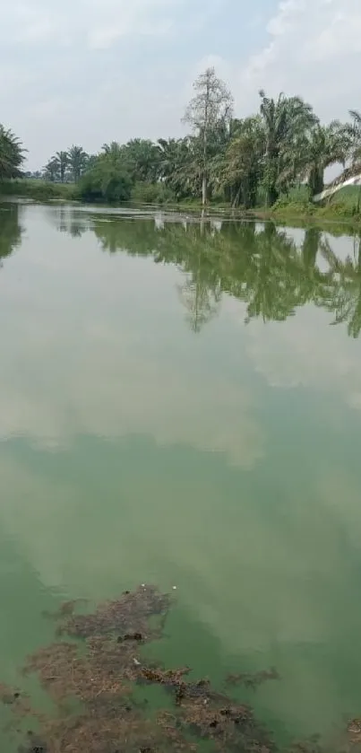 Palm trees reflected in a serene river with lush greenery.