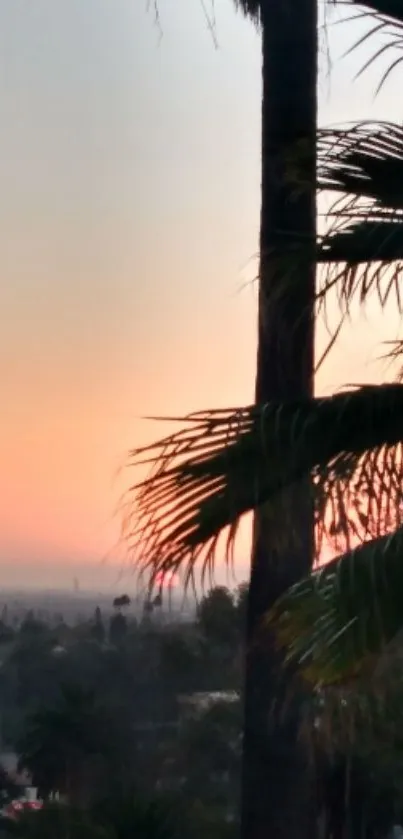 Palm trees silhouetted against a vibrant sunset sky.