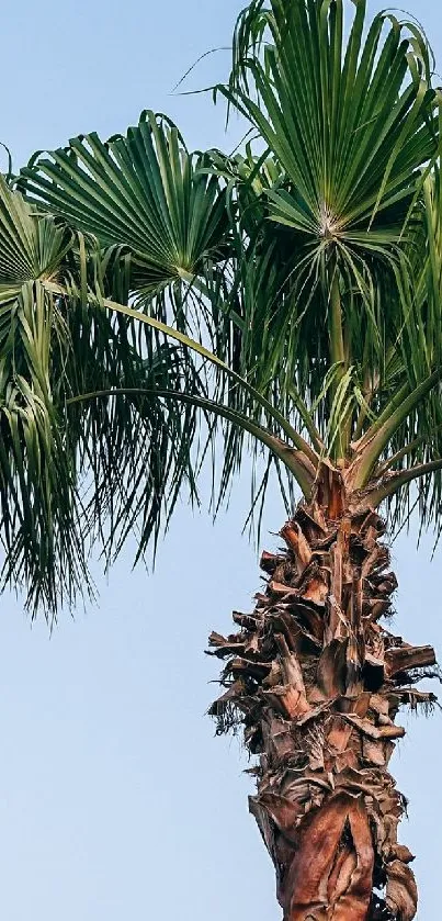 Serene palm tree under a blue sky.