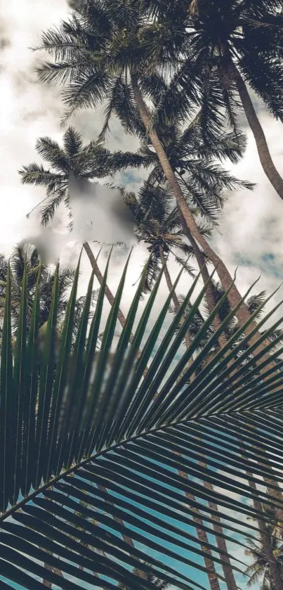 Tropical palm trees set against a serene sky.