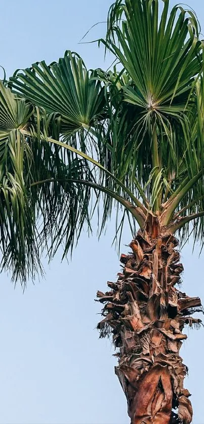 Palm tree against a clear blue sky, perfect for mobile wallpaper.