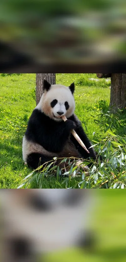 Panda sitting in green forest eating bamboo, ideal for mobile wallpaper.