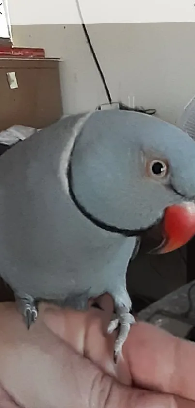 Gray Blue parakeet perched on hand with a soft background.