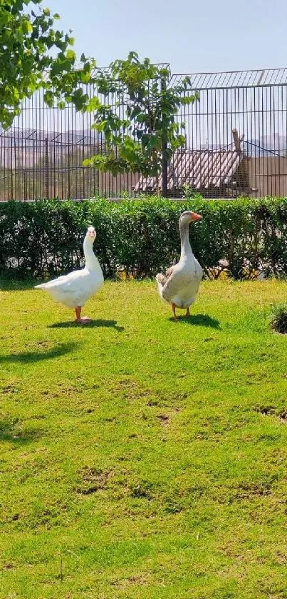 Two ducks walking on green grass in a sunny park setting.