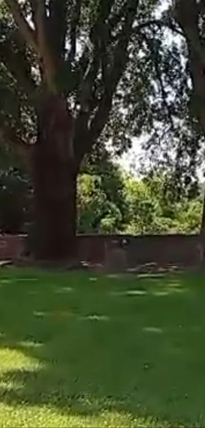 Serene park landscape with lush trees.