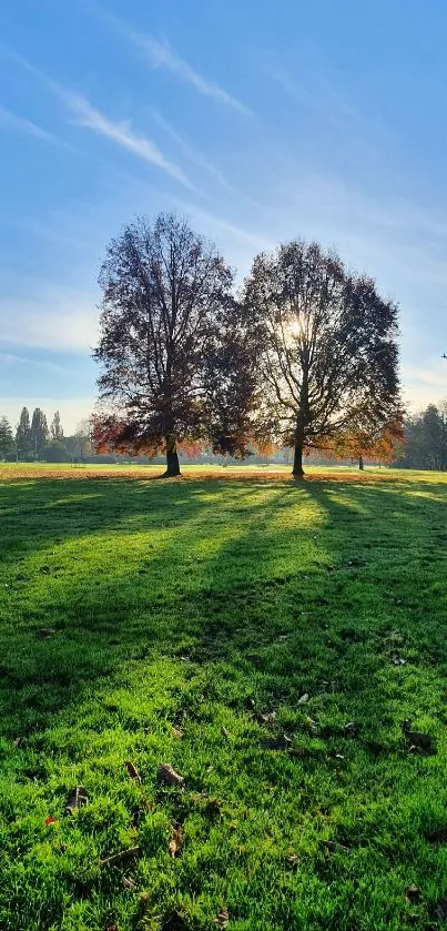 Serene park landscape with trees, grass, and blue sky.