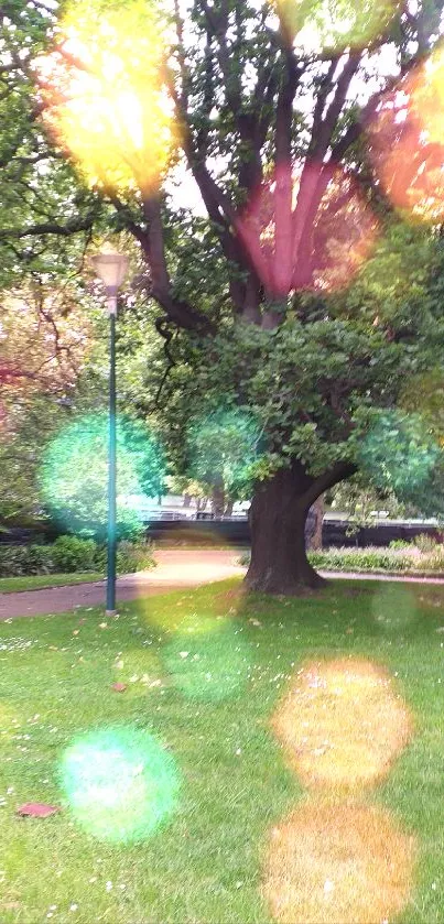 Tranquil park scene with lush green tree and pathway.