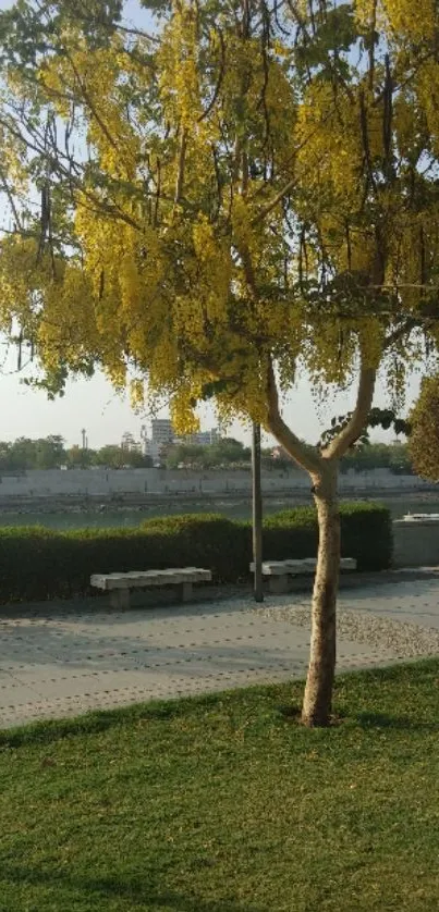 Yellow flowering tree in a serene park under blue skies.