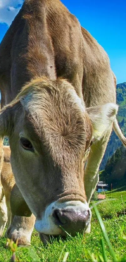 Brown cow in green pasture under a blue sky.