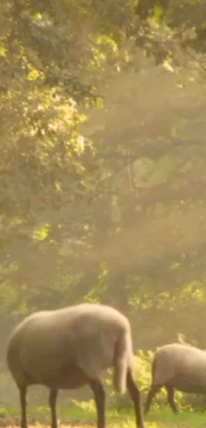 Serene sheep grazing in a sunlit forest meadow.