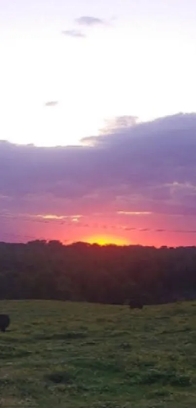 A serene sunset over pastoral fields with grazing cattle and vibrant colors.