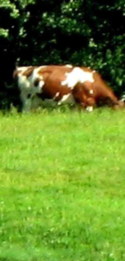 Wallpaper of a cow grazing in a lush green pasture.