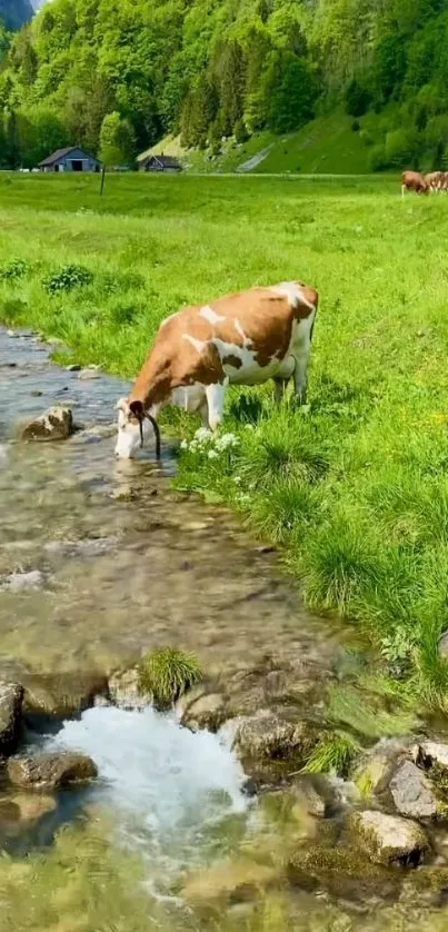 Grazing cow by a stream in a lush green pasture.