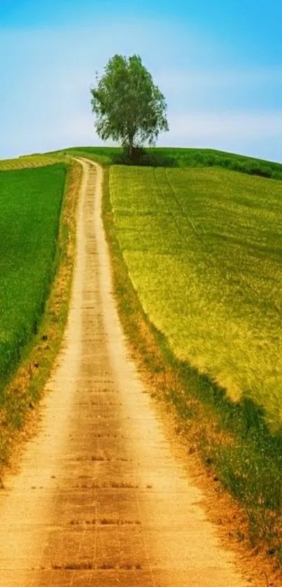 Scenic rural path through vibrant fields under a blue sky.