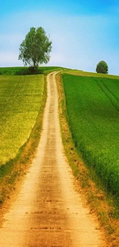 Scenic pathway through lush green fields under a bright blue sky.