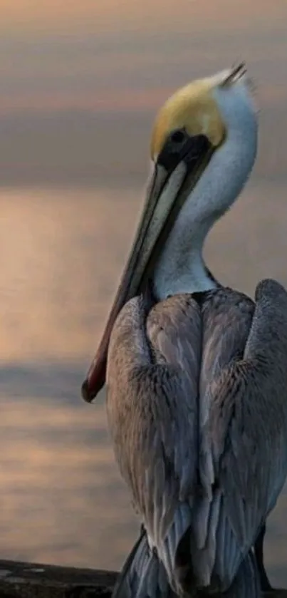 Majestic pelican at sunset with serene water backdrop.